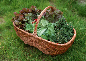 front yard vegetable garden leafy greens in a basket