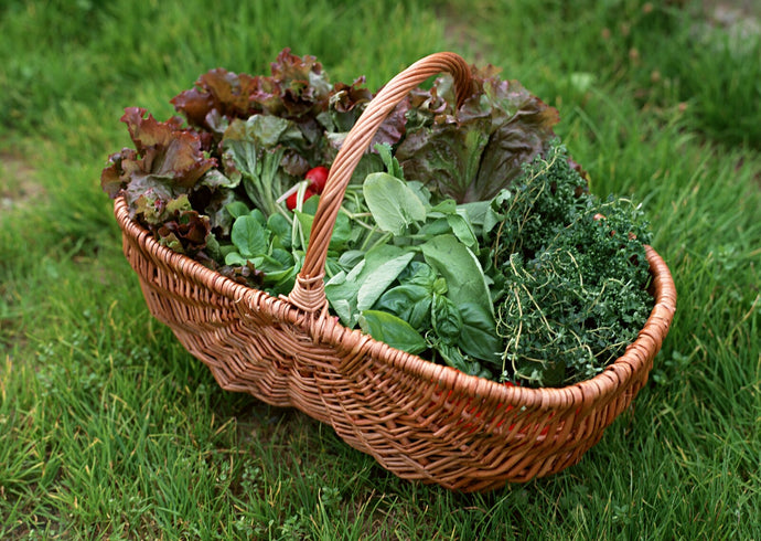 Grow Veggies Upfront: Front Yard Vegetable Garden Tips
